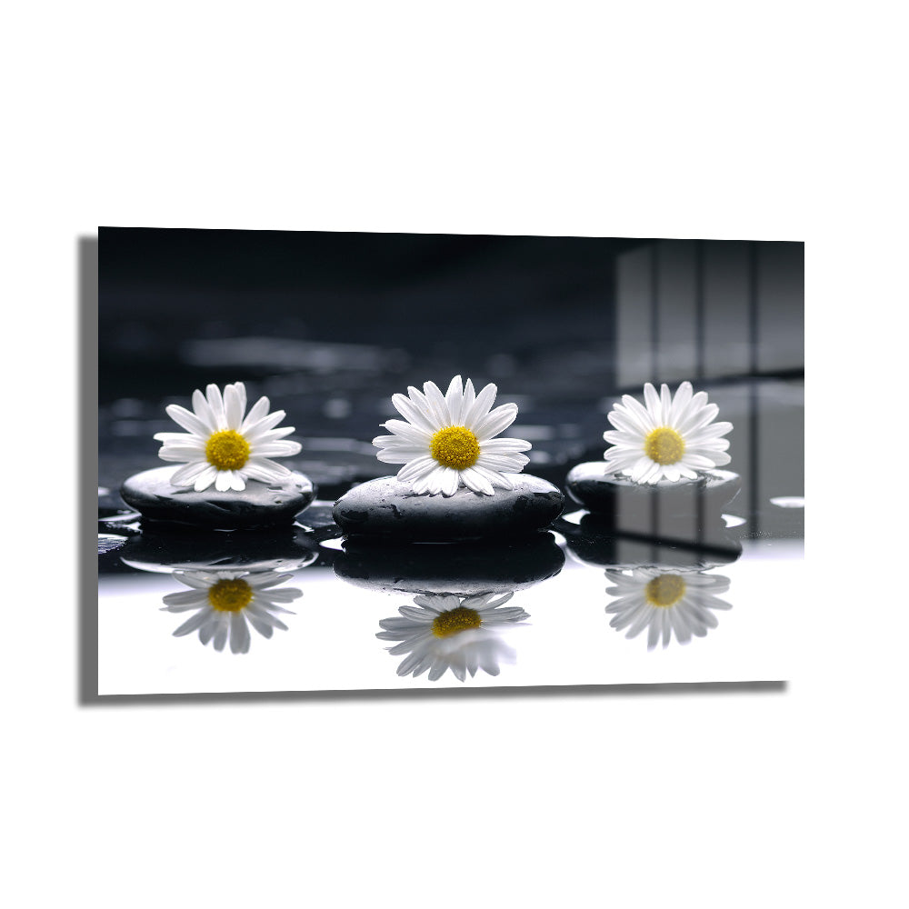Zen Papatyalar ve Siyah Taşlar: Huzur Veren Modern Cam Tablo, siyah arka plan üzerinde beyaz papatyalar ve pürüzsüz siyah taşların minimalist ve sakin bir düzenlemesini gösteren dekoratif bir cam tablo.