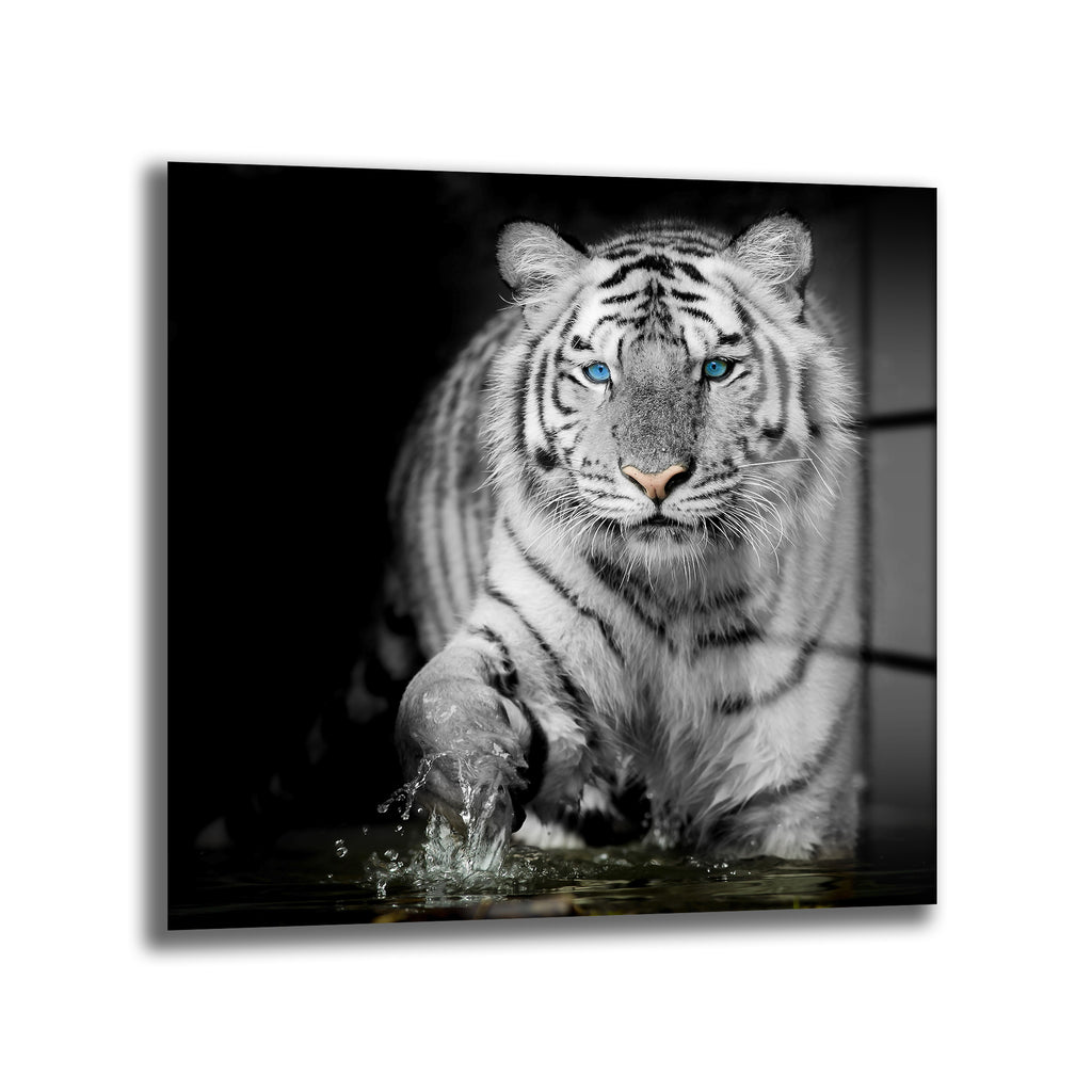 Karanlık bir arka planda, mavi gözleriyle suya adım atan beyaz bir kaplanın yakın çekim görseli.
