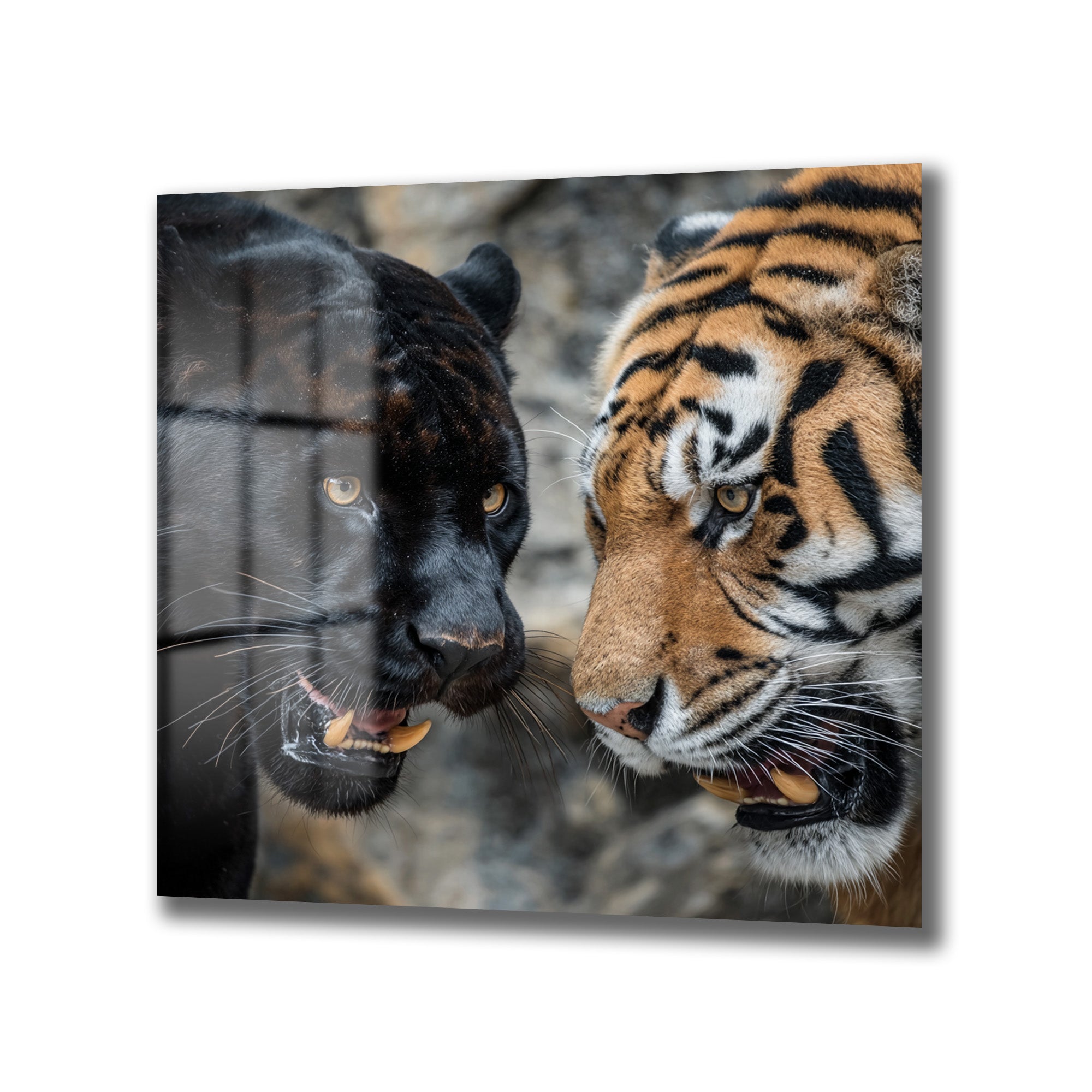 Siyah Panter ve Kaplan Karşılaşması Temperli Cam Tablo