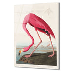 Amerikan Flamingosu Cam Tablo - Pembe Zarafet