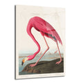 Uzun boyunlu, canlı pembe renkte bir flamingonun su kenarında eğilerek beslendiği vintage tarzda, detaylı bir illüstrasyon. Arka planda küçük flamingo figürleri ve üst kısımda kuşun anatomik çizimleri yer alıyor. Parlak ve sakin bir görüntüye sahip.