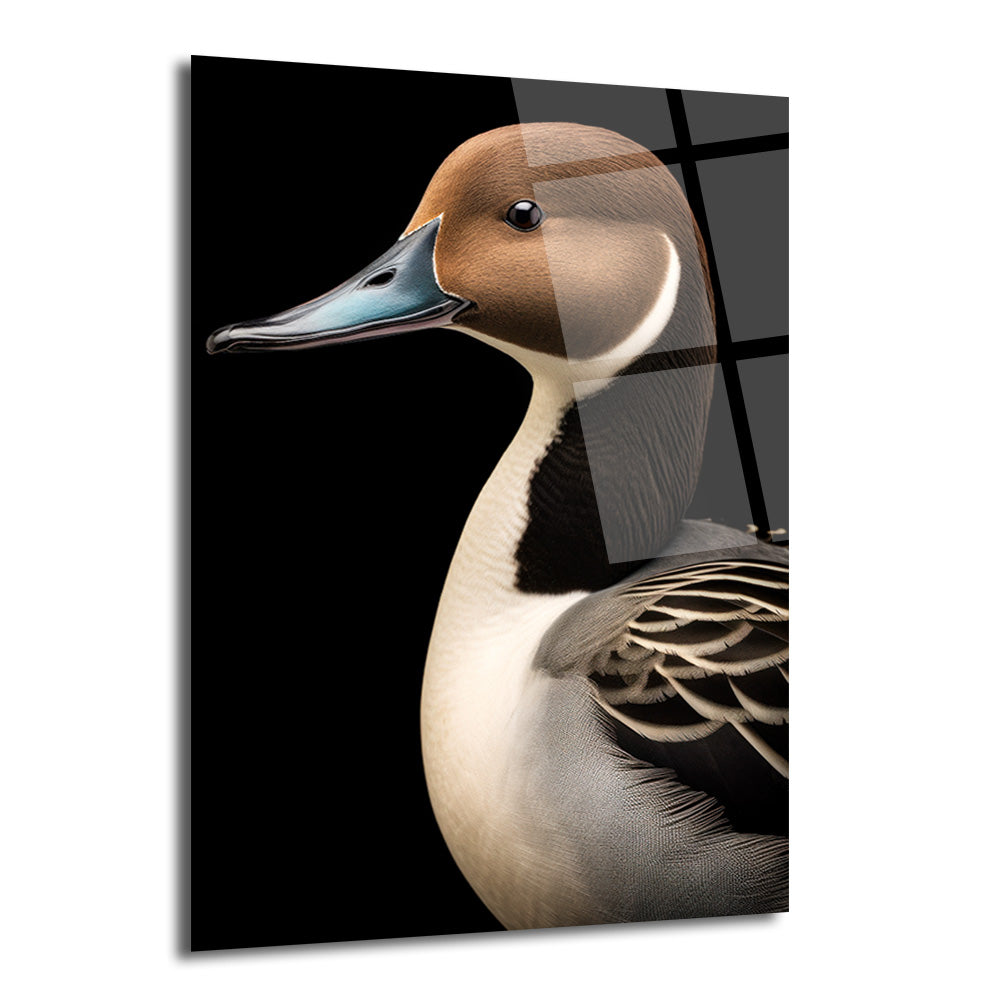 Siyah arka plan üzerinde sağa dönük, zarif bir Kuzey Çamurcun ördeğinin yakın çekim portresi. Ördeğin başı kahverengi, boynu beyaz ve siyah çizgili, gagası mavi-gri renktedir. Detaylı tüyler ve keskin bakışıyla minimalist bir kompozisyon.