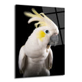 Siyah arka plan önünde, sarı ibikli, beyaz tüylü, mavi gözlü bir kakadu kuşunun portresi. Cam tablonun yüzeyinde hafif yansımalar görülüyor.